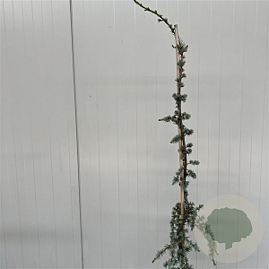 Cedrus l. 'Glauca Pendula' 140-160 cm 7,5L