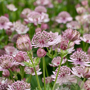 Astrantia major GM P9