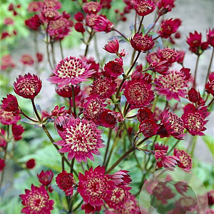 Astrantia maj. 'Claret' GM P9