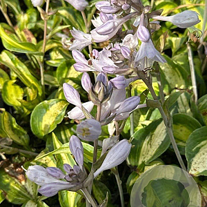 Hosta 'June' GM P9