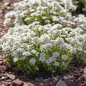 Iberis sempervirens GM P9