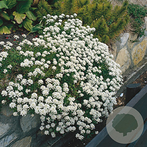 Iberis sempervirens GM P9