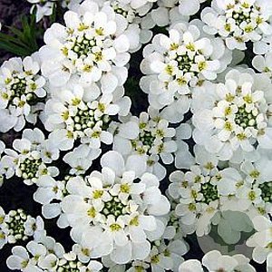 Iberis sempervirens GM P9