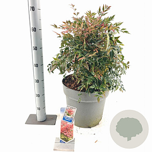 Nandina d. Obsessed 40-50 cm 15L
