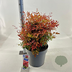 Nandina d. Obsessed 40-50 cm 15L