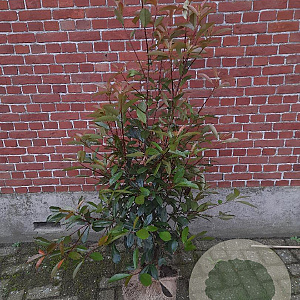 Photinia fraseri 'Red Robin' 100-125 cm met kluit