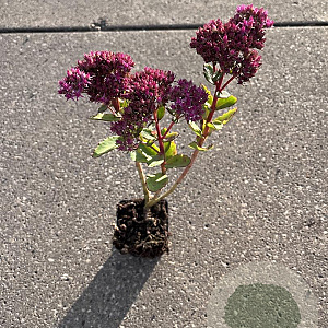 Sedum 'Carl' GM P9