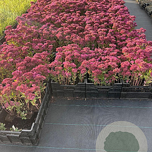 Sedum 'Carl' GM P9