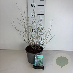 Perovskia 'Blue Spire' 30-40 cm 3,5L