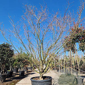 Acer japonicum 'Aconitifolium' 300-350 cm container solitair