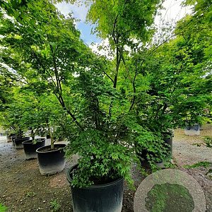 Acer palmatum 350-400 cm container solitair 2-3 tak