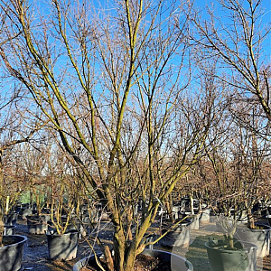 Acer palmatum 350-400 cm container solitair 2-3 tak