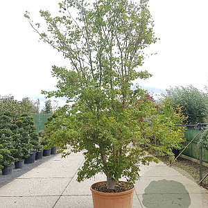 Acer palmatum 350-400 cm container solitair 2-3 tak