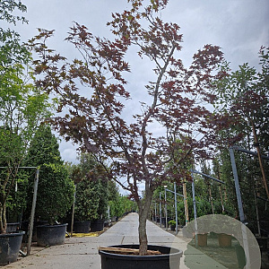 Acer pal. 'Bloodgood' 200-250 cm cont. 160L