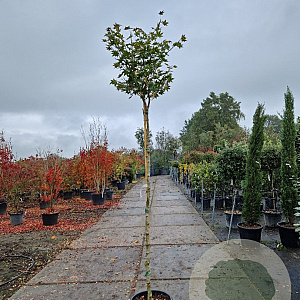 Acer pal. 'Osakazuki' 180 cm stam container 8-10