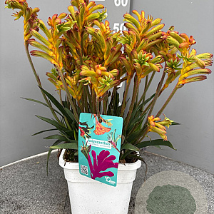 Anigozanthos flavidus GM C3
