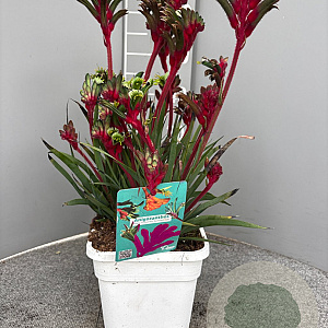 Anigozanthos flavidus GM C3