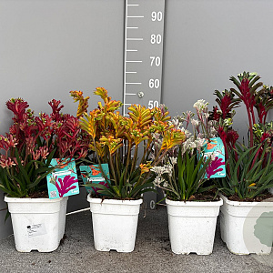 Anigozanthos flavidus GM C3