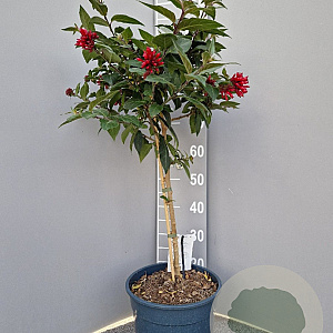 Cestrum newellii 'Scarlet Cluster' 100 cm 10L stam oranje