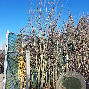 Cercis siliquastrum 350-400 cm draadkluit meerstammig