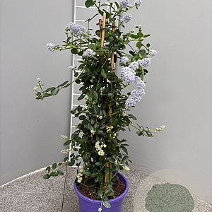 Ceanothus thyrsiflorus repens 70 cm 3,0L piramide