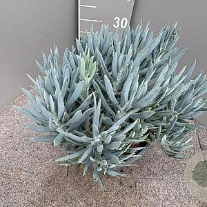 Curio ficoides 'Mount Everest' GM 9L