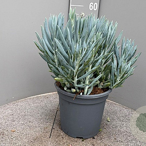 Curio ficoides 'Mount Everest' GM 9L