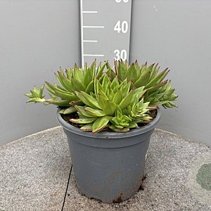 Echeveria agavoides GM 9L