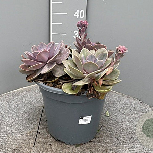 Echeveria Purple Pearl GM 9L