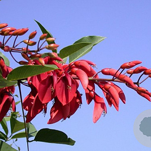 Erythrina crista-galli 100-125 cm 9L