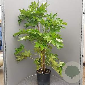 Fatsia japonica 125-150 cm 18L