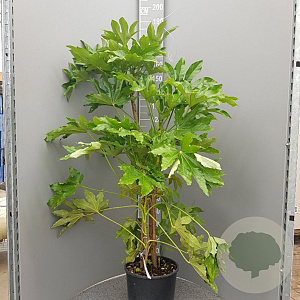 Fatsia japonica 125-150 cm 18L