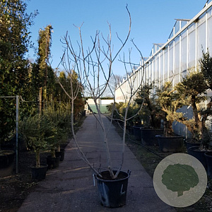 Ficus carica 250-300 cm container meerstammig