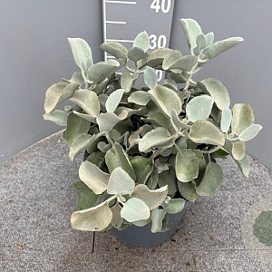 Kalanchoe bracteata GM 9L