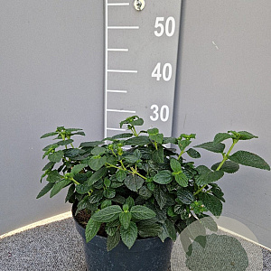 Lantana camara gm 4,0L