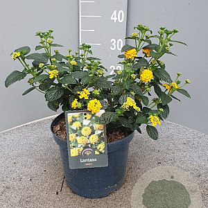 Lantana camara gm 4,0L