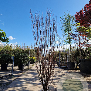 Lagerstroemia Dynabite 150-175 cm draadkluit meerstammig