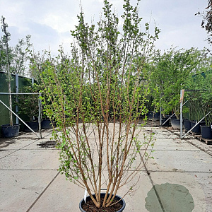 Lagerstroemia Dynabite 200-250 cm container meerstammig extra