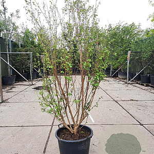 Lagerstroemia Dynabite 200-250 cm container meerstammig extra