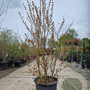 Lagerstroemia indica 150-175 cm container meerstammig