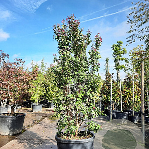 Lagerstroemia indica 175-200 cm cont. 95L