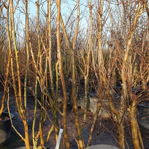 Lagerstroemia indica 300-350 cm cont. 160L meerstammig