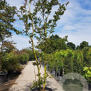 Lagerstroemia indica 400-450 cm container meerstammig