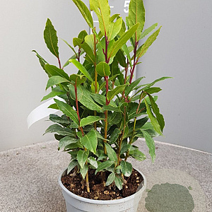 Laurus nobilis P14