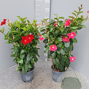 Mackaya bella 40-50 cm 2,0L