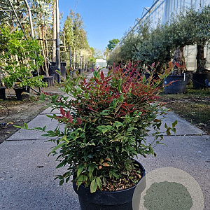 Nandina d. Obsessed 40-50 cm 25L
