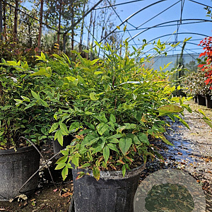 Nandina domestica 40-50 cm 15L