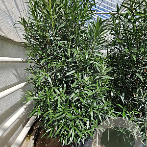Nerium oleander 175-200 cm 50L