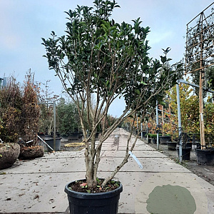 Osmanthus fortunei 140-160 cm container paraplu extra