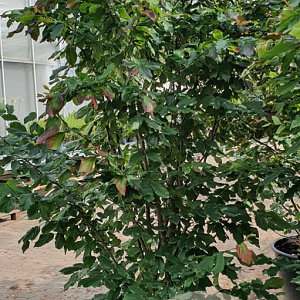Parrotia persica 'Vanessa' 200-250 cm container meerstammig extra